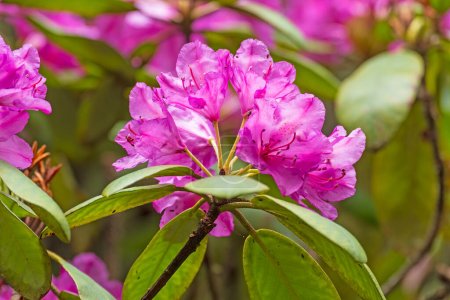 Rhodedendron in a Mountain Forest in Mount Mitchell State Park in North Carolina