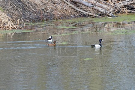 Téléchargez les photos : Petit Fuligule à tête plate, mâle et femelle dans la lagune le long du fleuve Mississippie près de Sabula, Iowa - en image libre de droit