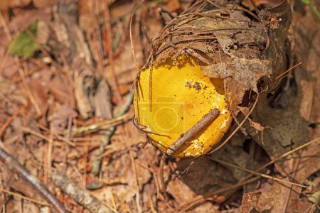 Photo for Mushroom Emerging From the Forest Floor Along the Blue Ridge Parkway in Virginia - Royalty Free Image