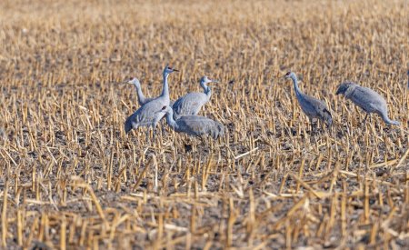 Téléchargez les photos : Grues du Canada se nourrissant dans les champs agricoles près de Kearney, Nebraska - en image libre de droit