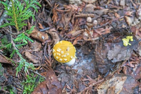 Photo for Vibrant Yellow Mushroom in the Deep Forest in Lake Superior Provincial Park in Ontario - Royalty Free Image