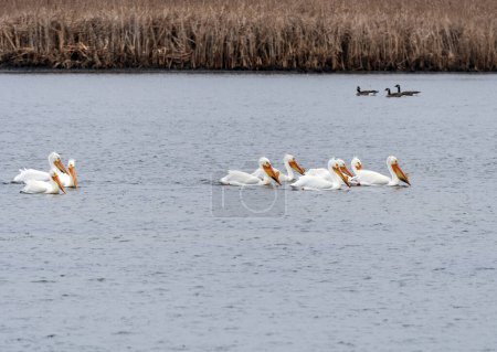Foto de Un gran grupo de pelícanos blancos en un estanque en el Horicon Marsh en Wisconsin - Imagen libre de derechos