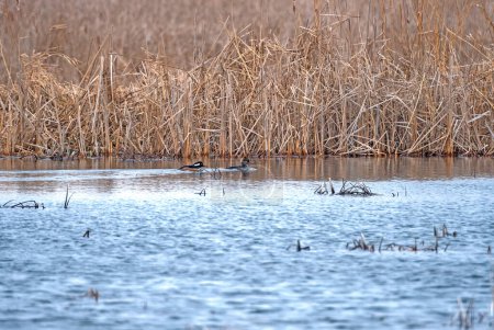 Foto de Un par de Mergansers con capucha en un estanque en Horicon Marsh en Wisconsin - Imagen libre de derechos