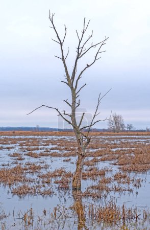 Foto de Lonley Tree en un vasto mashland en Horican Marsh en Wisconsin - Imagen libre de derechos