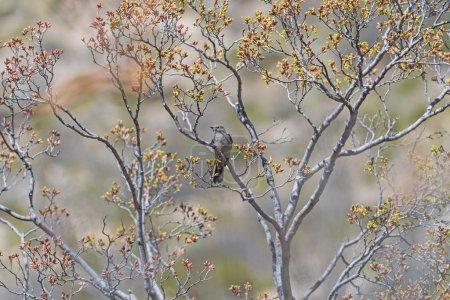 Foto de Townsend Solitario en un colorido árbol comienza a salir en el Parque Nacional de las Montañas Guadalupe en Texas - Imagen libre de derechos