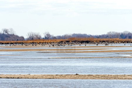 Téléchargez les photos : Grand groupe de grues dans la rivière Plate près de Kearney, Nebraska - en image libre de droit