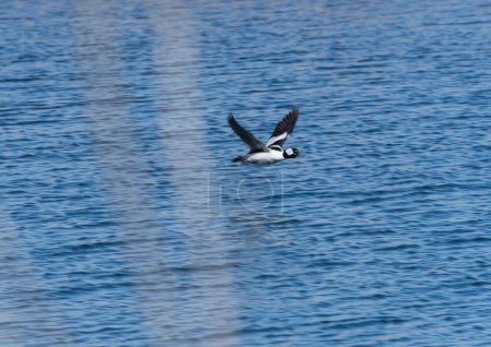Téléchargez les photos : A Bufflehead Duck in Flight près de Kearney, Nebraska - en image libre de droit