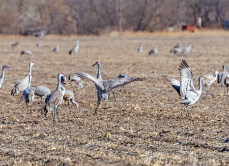 Téléchargez les photos : Grues du Canada sur un champ de ferme près de Kearney, Nebraska - en image libre de droit
