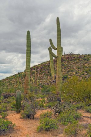 Bewölkter Tag in den Desert Hills im Saguaro Nationalpark bei Tucson, Arizona
