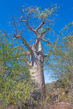 Árbol Baobab Creciendo en la Sabana en la Reserva Forestal Sibuyu en Botswana