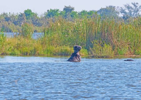 Bostezo hipopótamo en las aguas del delta del Okavango cerca de Maun, Botswana