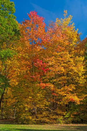 Colores otoñales en un tranquilo bosque en el Parque Nacional Valle de Cuyahoga en Ohio