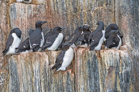 Brunnichs Guillemots Crowding on a Rocky Cliff at Alkefjellet in the Svalbard Islands