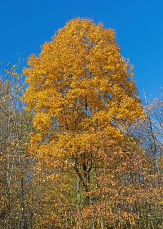 Feuilles jaunes contre un ciel bleu brillant dans le parc national de Cuyahoga Valley en Ohio