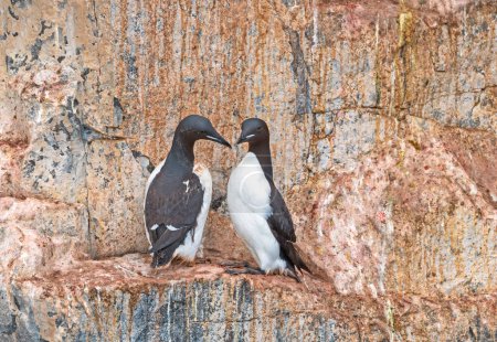 A Pair of Nesting Brunnichs Guillemots on a Cliff Face at Alkefjellet in the Svalbard Islands