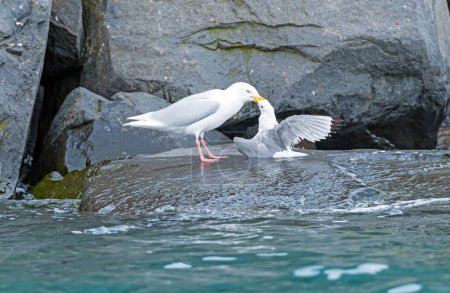 Glaucous Gull Killing a Kittiwake at Alkefjellet; in the Svalbard Islands