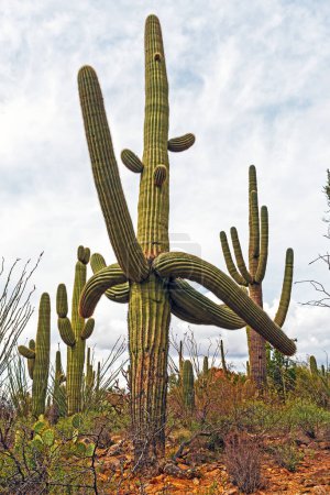 Muchos Saguaro armados de pie alto en el desierto en el Parque Nacional Saguaro en Arizona