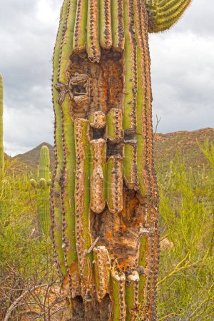 Tronco dañado en un cactus Saguaro en el Parque Nacional Saguaro en Arizona