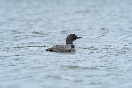 Loon Swimming in a North Woods Lake on Whitefish Lake in Northern Manitoba