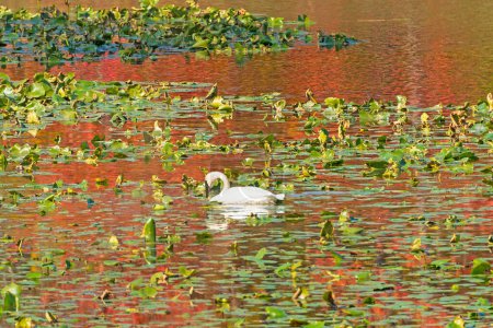 Cisne trompetista en colores otoñales en el lago Kendall en el Parque Nacional Valle de Cuyahoga en Ohio