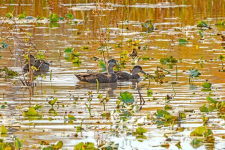 American Black Ducks in a Wetland in Cuyahoga Valley National Park in Ohio
