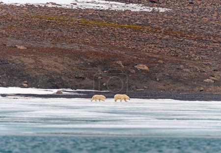 Polar Bear Mother and Cub Wander an Icy Shore in the Svalbard Islands