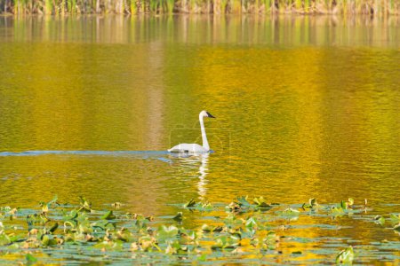 Trumpeter Swan Swimming in the Autumn Reflections on Kendall Lake in Cuyahoga Valley National Park in Ohio