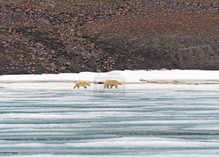 Mama and Baby Polar Bear Patrolling the Icy Shore in the Svalbard Islands