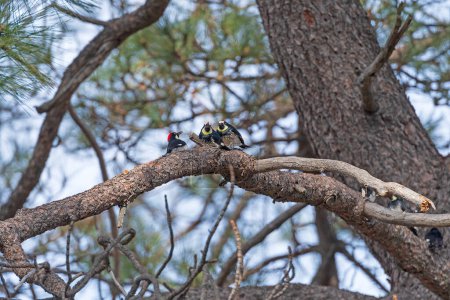 Acorn Woodpeckers in a Oak Tree in Cuyamaca Rancho State Park in California