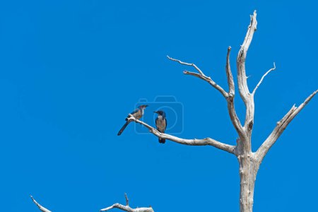 A pair of California Scrub Jays in a Tree in Cuyamaca Rancho State Park in California