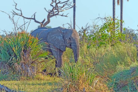 Junger Elefant blickt beim Füttern im Okavango-Delta in Botswana durch die Gräser
