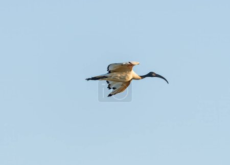 A Sacred Ibis in Flight Over the Okavango Delta in Botswana