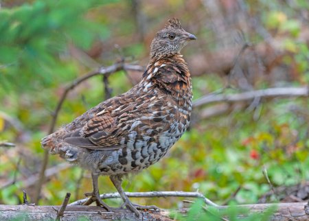 Ruffed Grouse in the Great North Woods in Grass River Provincial Park in Manitoba