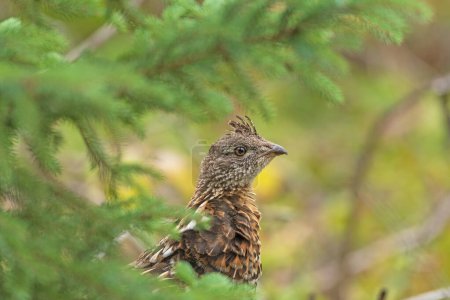 Ruffed Grouse Peeking Through the Pine Boughs in Grass Provincial Park in Manitoba