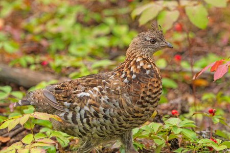 Ruffed grouse in a Pastel Forest in Grass River Provincial Park in Manitoba
