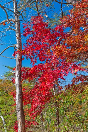 Téléchargez les photos : Brillants rouges sur une crête en automne dans Hocking Hills State Park en Ohio - en image libre de droit