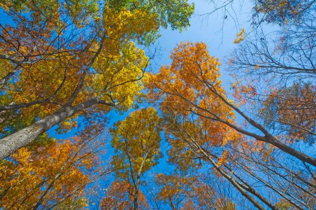 Téléchargez les photos : Couleurs brillantes dans le couvert au-dessus de Hocking Hills State Park en Ohio - en image libre de droit