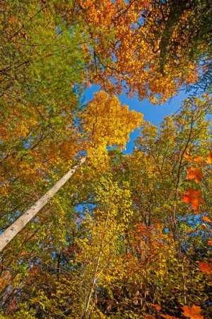 Téléchargez les photos : Géants imposants en costume d'automne dans Hocking Hills State Park en Ohio - en image libre de droit