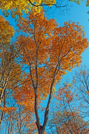Téléchargez les photos : Orange part contre un ciel bleu à Hocking Hills State Park dans l'Ohio - en image libre de droit