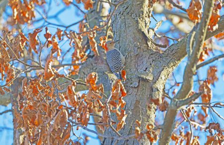 Pájaro carpintero de vientre rojo en un tronco de árbol en la reserva natural de Crabtree en Illinois