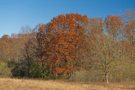 Spätherbst-Farben an den Eichen der Savanne im Crabtree Nature Center in Illinois