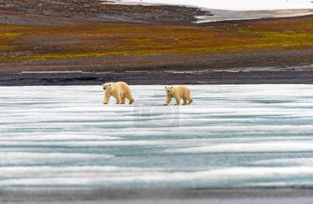 Polar Bear Cub Following Mama on the Ice in the Svalbard Islands