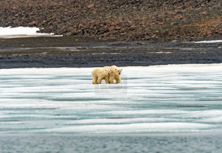 Polar Bear Mom and Cub Staying Close in the Svalbard Islands