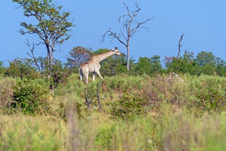 Southern Giraffe  Wandering Through the Okavango Delta in Botswana
