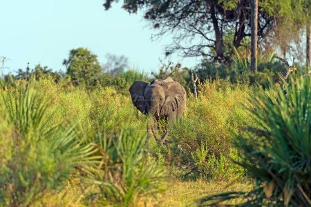 Young Elephant in the Savanna Grasses in the Okavango Delta in Botswana