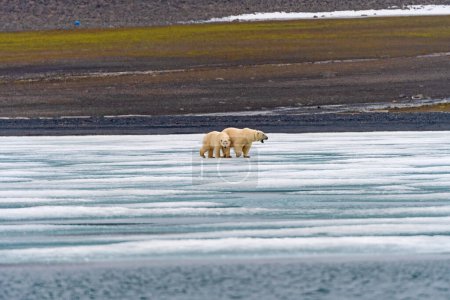 Téléchargez les photos : Ours polaire avec collier de poursuite sur la glace dans les îles Svalbard - en image libre de droit