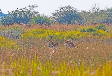 Une famille de Lechwe rouges dans les graminées du delta de l'Okavango au Botswana