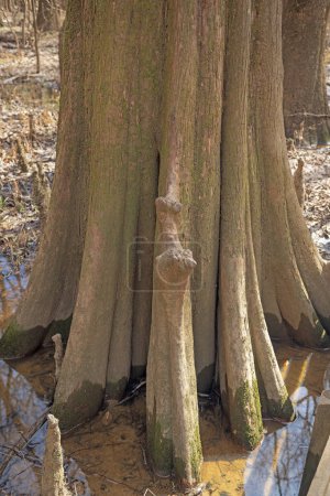 Tronc profondément sillonné d'un cyprès chauve dans le parc national Congaree en Caroline du Sud