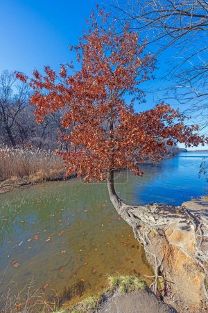 Survivor Tree en colores otoñales en el Starved Rock State Park en Illinois