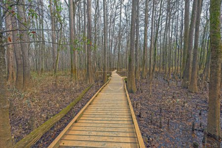 Promenade durch einen Laubwald im Congaree Nationalpark in South Carolina
